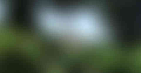 Imagem do quintal em frente a biblioteca Società.