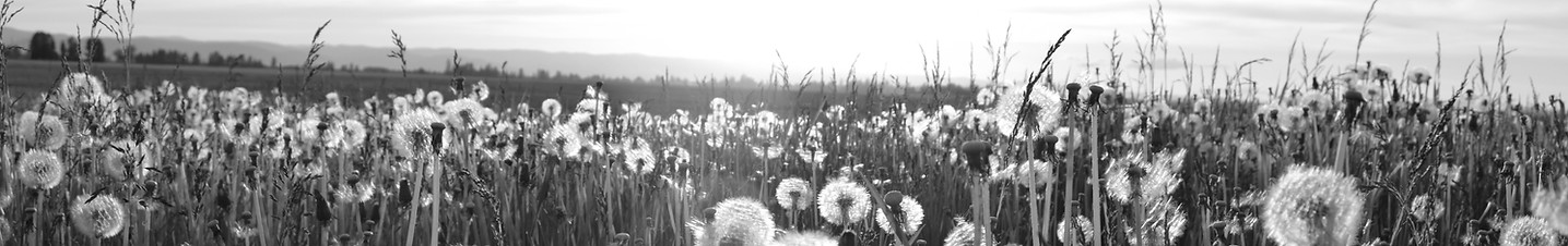 Dandelion Meadow