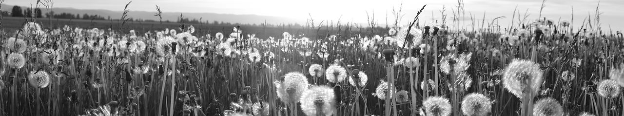 Dandelion Meadow