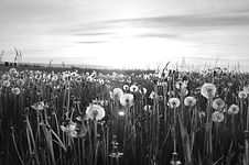 Dandelion Meadow