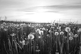 Dandelion Meadow