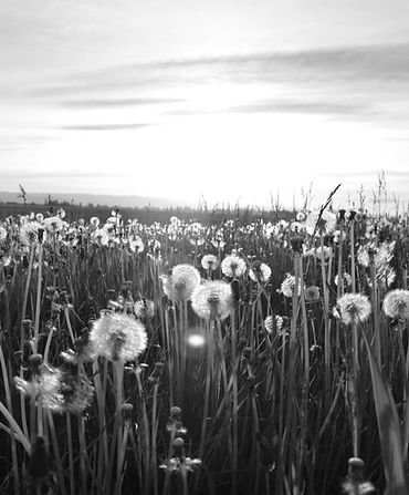 Dandelion Meadow