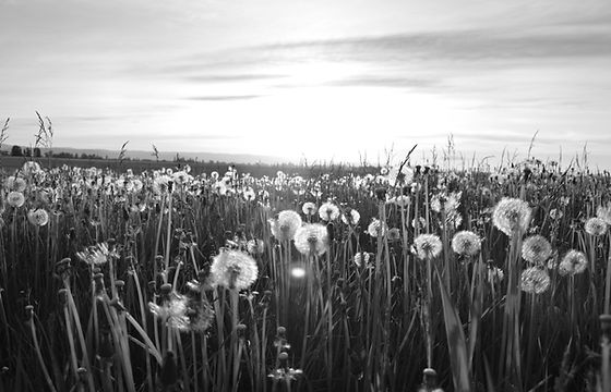 Dandelion Meadow