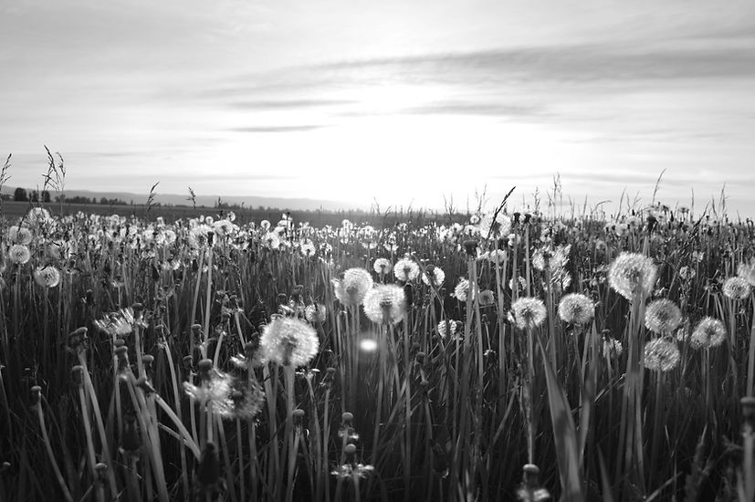 Dandelion Meadow