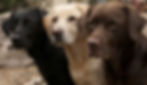 lovely labradors