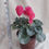 Miniatura: VIOLETA PERSA o CYCLAMEN