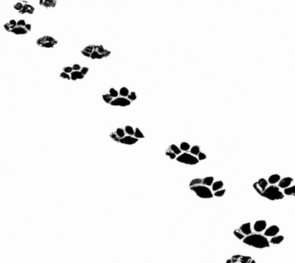 paw prints winding path.jpg
