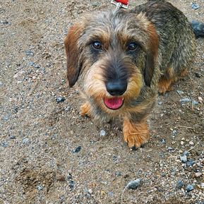 Success Story: The journey of Ulysse a Phobic and Reactive Dachshund