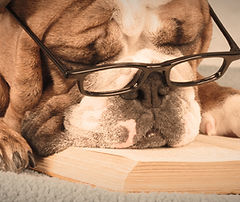 Dog Reading Book_edited.jpg