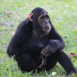 chimpanzé klaus