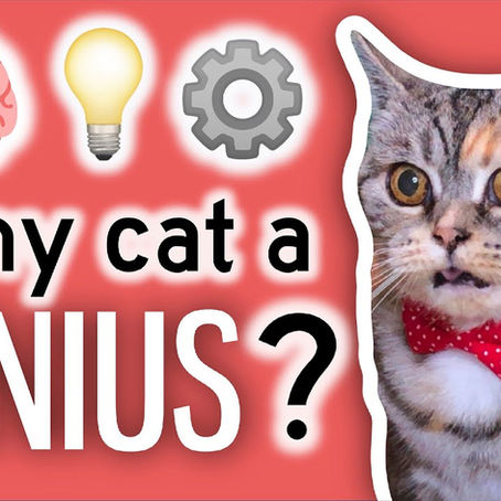 Além dos vazamentos, o que a crise do judiciário Brasileiro pode ter a ver com espionagem?