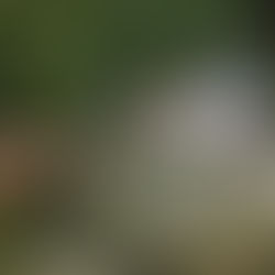 A classificação do PCC e do CV como terroristas é algo que deveria ser deixado para o futuro.