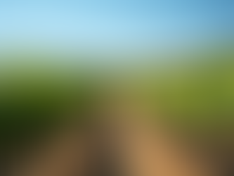 Exploring Rustic Ridge Vineyards