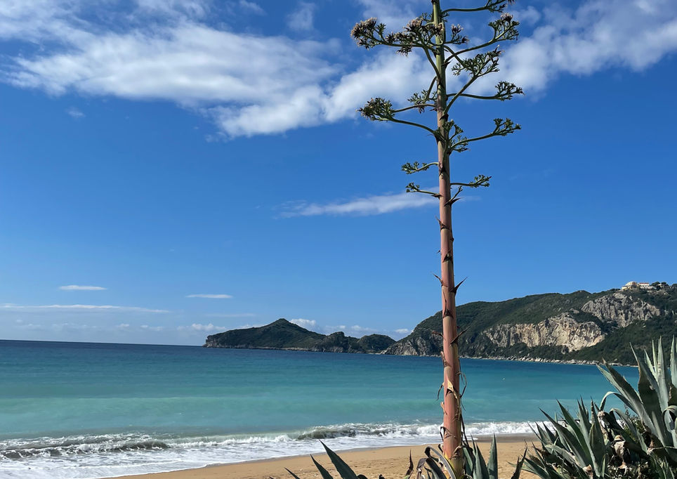 Eine Gruppe von Teilnehmern praktiziert Yoga am Strand von Korfu, umgeben von glasklarem Wasser und üppiger Natur. Die Teilnehmer sind in verschiedenen Yoga-Posen und genießen die friedliche Atmosphäre, während die Sonne sanft am Horizont untergeht.