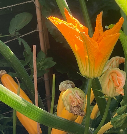 Moestuin met courgette plant