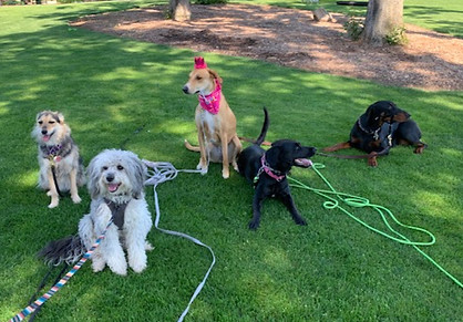GROUP DOG TRAINING CLASS_edited.jpg