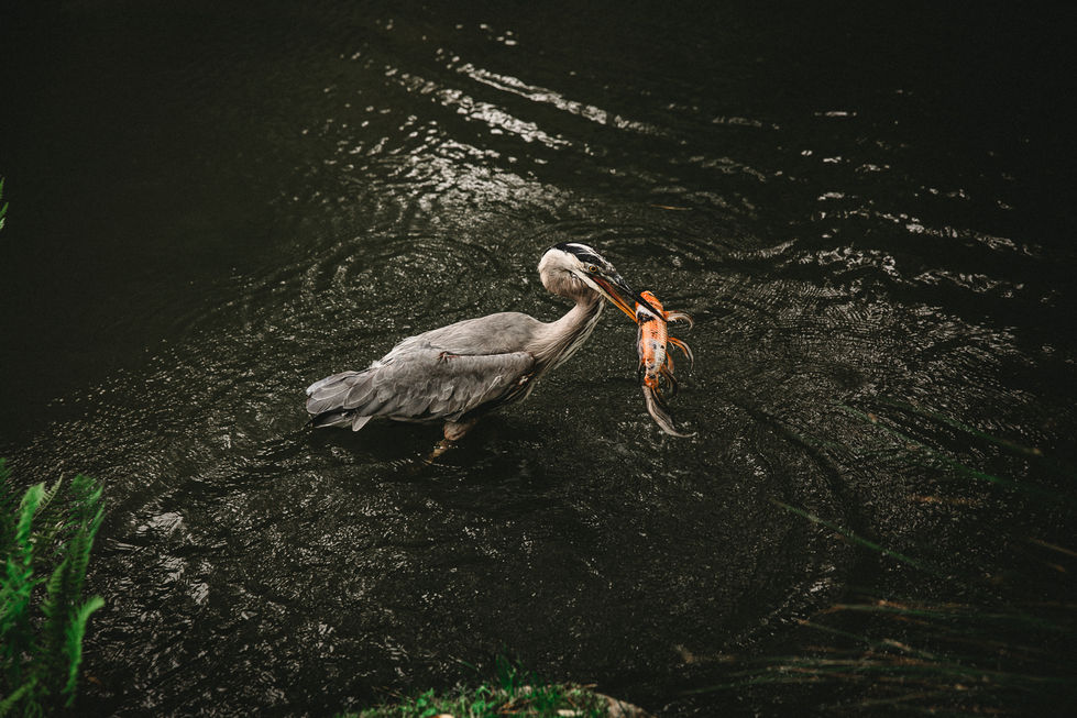 A heron catching a crab in dark water IN SF