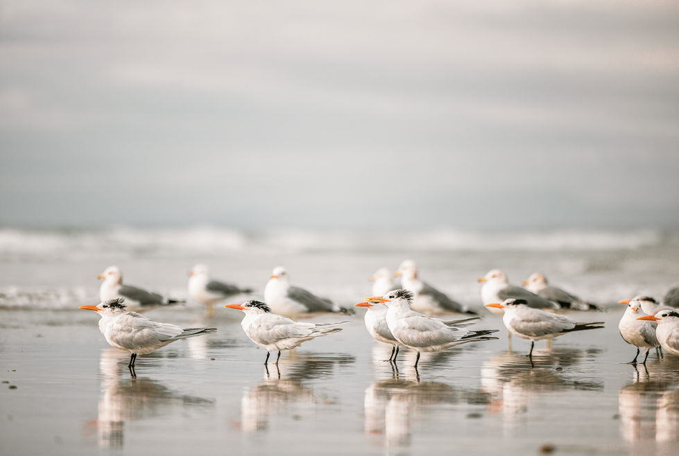 A row of seabirds on the wet sand.