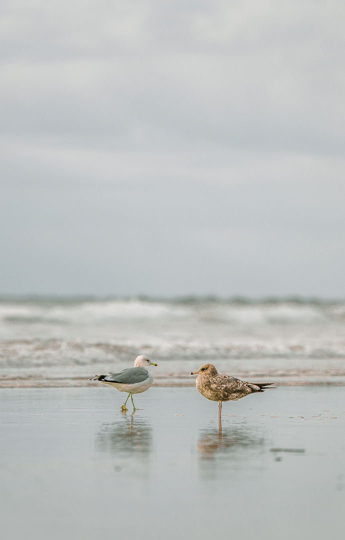 Two gulls on wet sand near the surf.