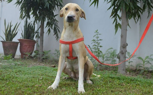 pilot pup, rescue pup, stray dog, dogs