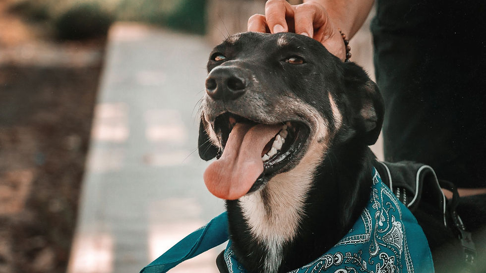 dogs - dog - stray dog - dog overpopulation - don't kill dogs - cdc