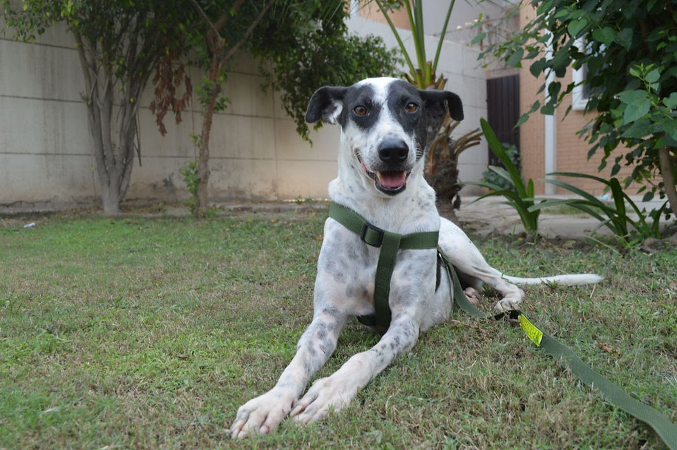 givingtuesday, stray dog, dogs, rescue dog