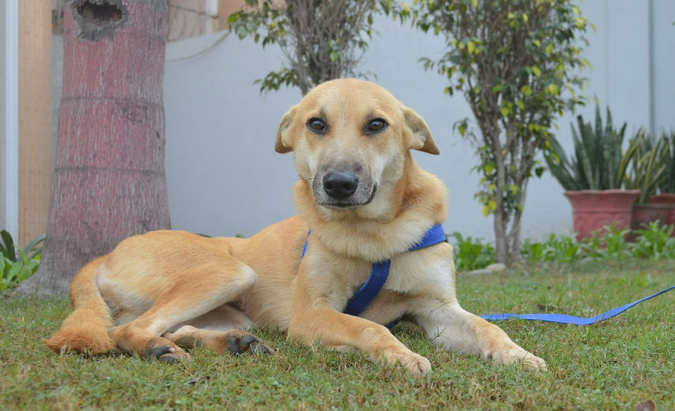 pilot pup, stray dog, rescue dog