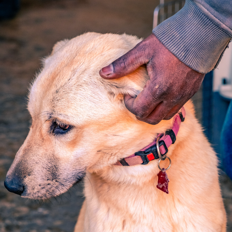 Dog Welfare Organization - stray dogs