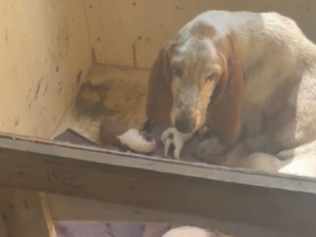 She gave birth in a storm so her babies could live: Mother’s Day