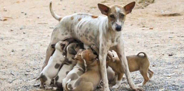 dog, stray dog, rescue dog