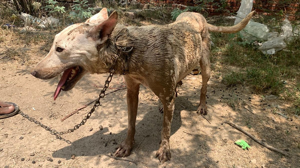 Rescuing Ali was urgent. Only a chain was available to keep her safe until she could be brought to safety.