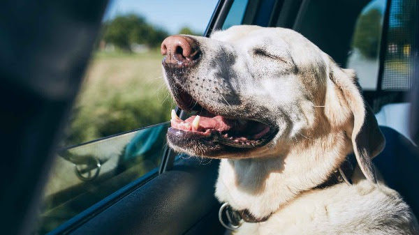 dog, dogs, happy dog, dog in car