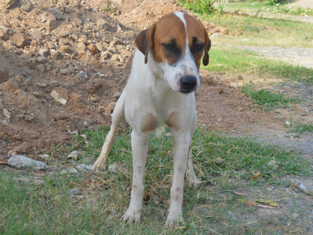 She needed more than scraps to survive: Dot’s Story