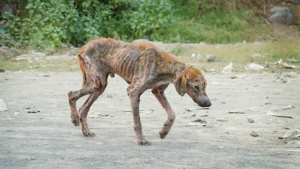 Millions still wait for compassion.