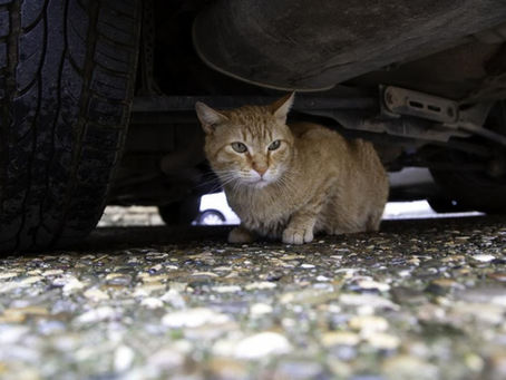 What Every Cat Lover Can Do This International Cat Day