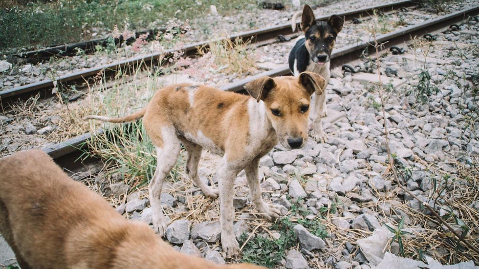 Too many puppies are born into lives of hardship.
