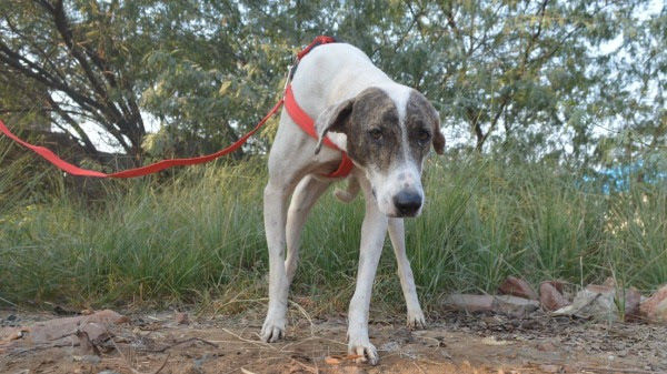 rescue dog, dogs, stray dogs