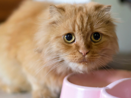 FIP is Killing Cats...a Cure Exists...So Why isn't it Available?