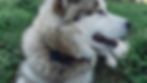 GPS collars help locate missing companion animals fast.