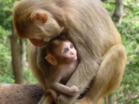 Hundreds of Cruelty Videos Removed from Facebook