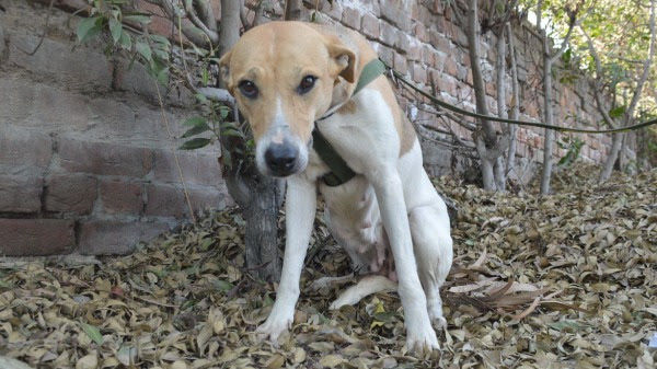 rescue dog, dogs, stray dogs