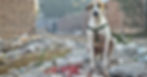 stray dog, dogs, rescue dog
