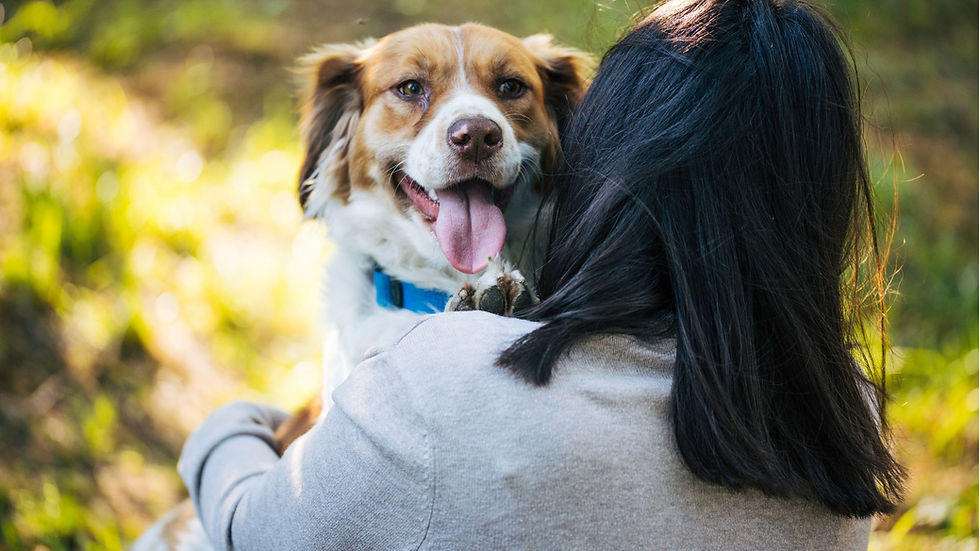 dogs - dog - stray dog - dog overpopulation - don't kill dogs - cdc