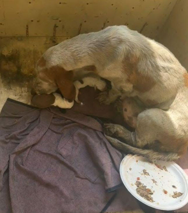 She never stopped protecting her puppies, even in loss.