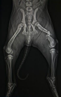 Buddy's shattered bone was held together with plates and screws.