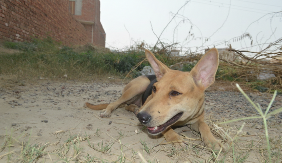 Quill was exhausted but still hopeful.