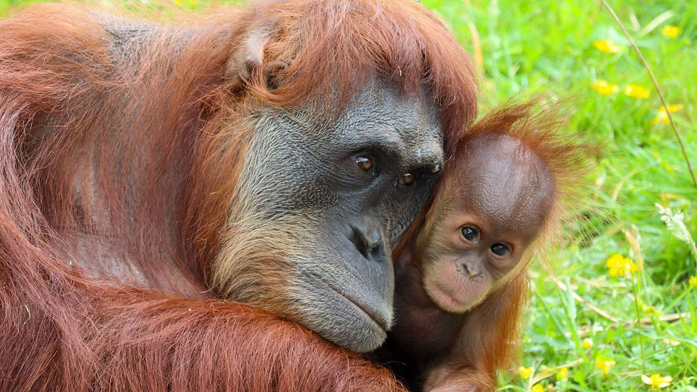 orangutans