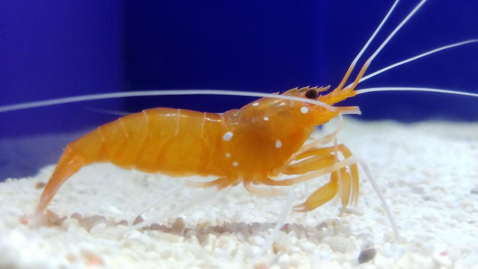 This shrimp will have her eyes cut off—alive—unless we stop it.