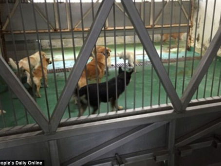 Japan’s Dogs Are Dying in Gas Chambers: Help Them