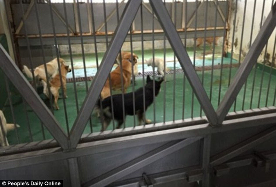 Behind closed doors, thousands of shelter animals still face the terror of Japan’s gas chambers.